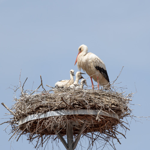 Weißstörche im Winter