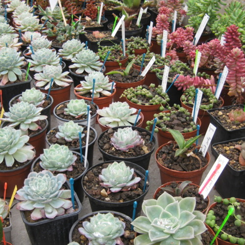 Pflanzenbasar im Botanischen Garten Potsdam
