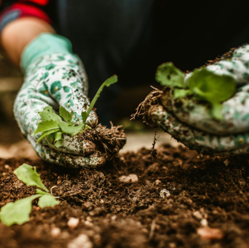 Digitale Gartensprechstunde